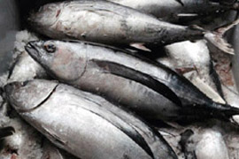 onito del Norte, así se reconocee