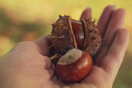 Las castañas, mucho más que un alimento saludable